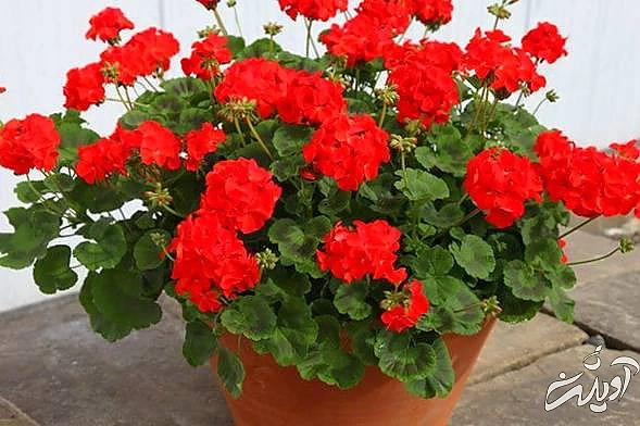 مراقبت از شمعدانی نگهداری شمعدانی